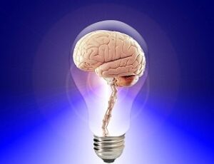 cerveau
