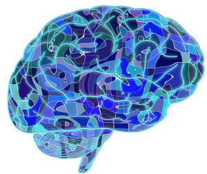 cerveau bleu
