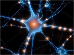 neurone